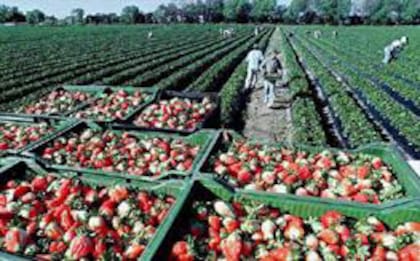 Además, la pretensión del gobierno provincial es acreditar que el arroz de San Javier, la frutilla de Coronda, el algodón del norte provincial, la nuez pecán y todas las producciones santafesinas provienen de establecimientos libres de deforestación