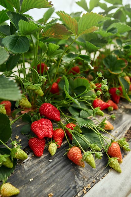 Las frutillas se pueden cultivar perfectamente en macetas siguiendo algunas indicaciones