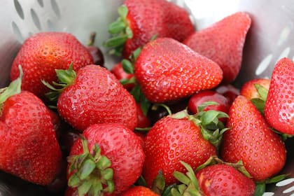 Las frutillas son muy usadas en los batidos (Foto ilustrativa PIXABAY)