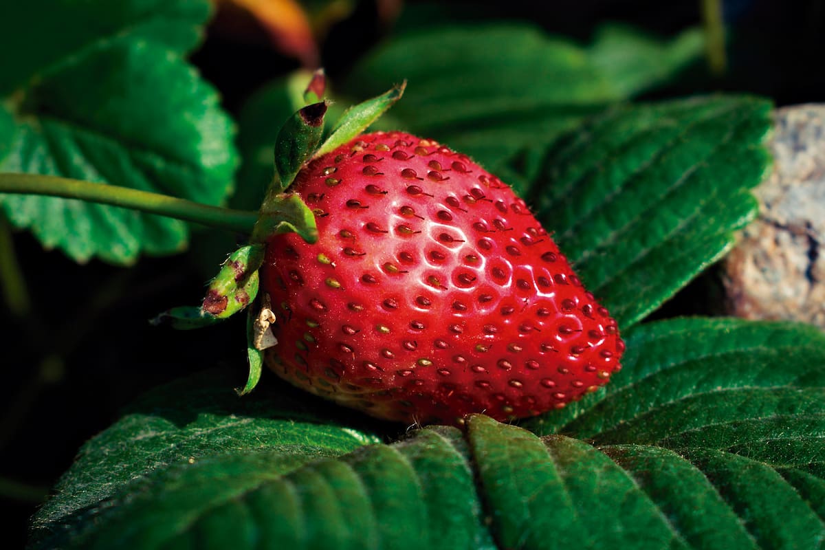 Las frutillas son una rica fuente de fibra dietética