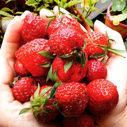 Las frutillas tienen un gran contenido en antioxidantes