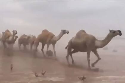 Las fuertes lluvias inundaron el desierto de Arabia Saudita