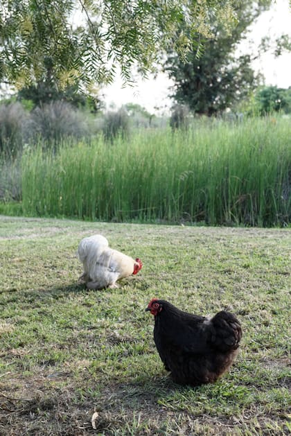 Las gallinas también ayudan a realizar compost, y se adaptan mejor al clima natural del suelo del que provienen.