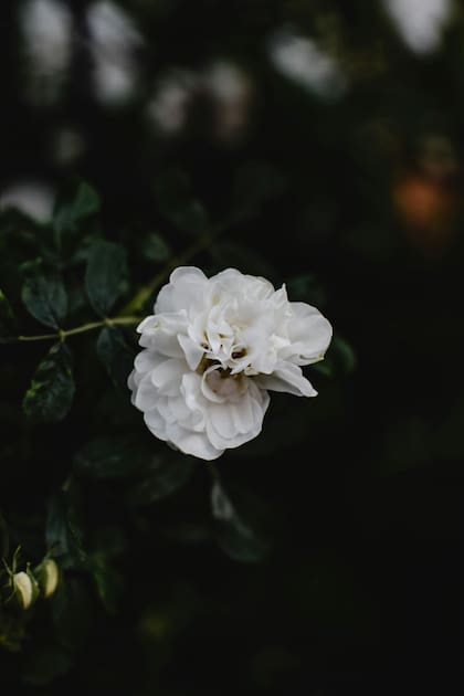 Las gardenias necesitan un clima templado a cálido para crecer bien