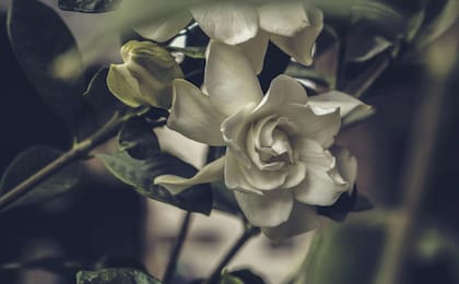 Las gardenias no necesitan mucha luz para prosperar