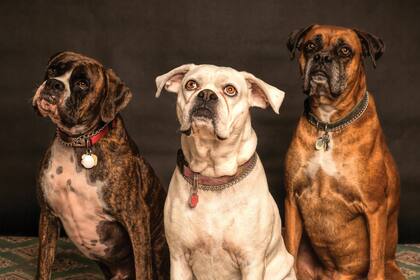 Las garrapatas en los perros suelen convivir con ellos hasta que sacian su hambre de sangre, después se desprenden y se esconden en el hogar
