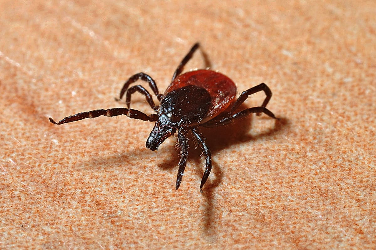 Las garrapatas se ocultan entre las hojas y se convierten en una pesadilla para quienes tienen un jardín