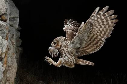 Las garras afiladas de un mochuelo común cazando roedores de noche en España. Su nombre científico (Athene noctua) hace referencia a la mitología griega, ya que era el ave sagrada de la diosa Atenea