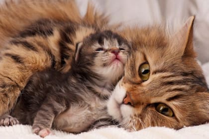 Las gatas pueden cambiar de personalidad durante su gestación