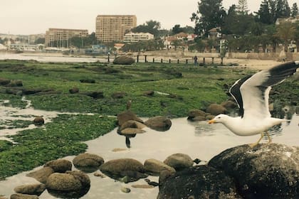 Las gaviotas de Reñaca