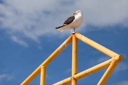 Las gaviotas son parte de la escena a lo largo del canal Beagle.