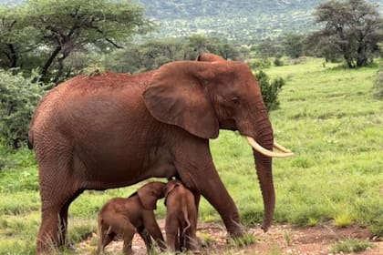 Las gemelas y su madre permanecen en constante monitoreo. La Unión Internacional para la Conservación de la Naturaleza incluye al elefante africano en su lista de animales en peligro de extinción (Foto: Instagram: @savetheelephants)
