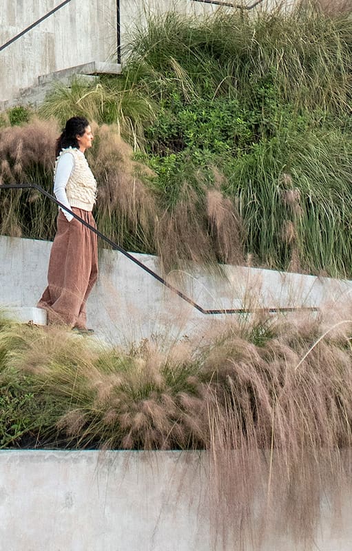Las gramíneas, como Muhlenbergia capillaris y Muhlenbergia rigens, combinan muy bien con salvias, stipas y jaravas