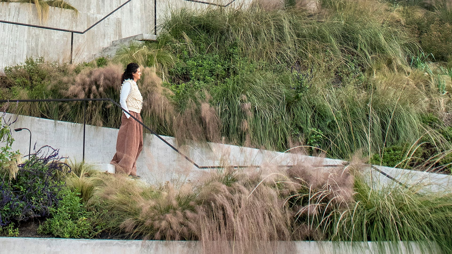 Las gramíneas, como Muhlenbergia capillaris y Muhlenbergia rigens, combinan muy bien con salvias, stipas y jaravas