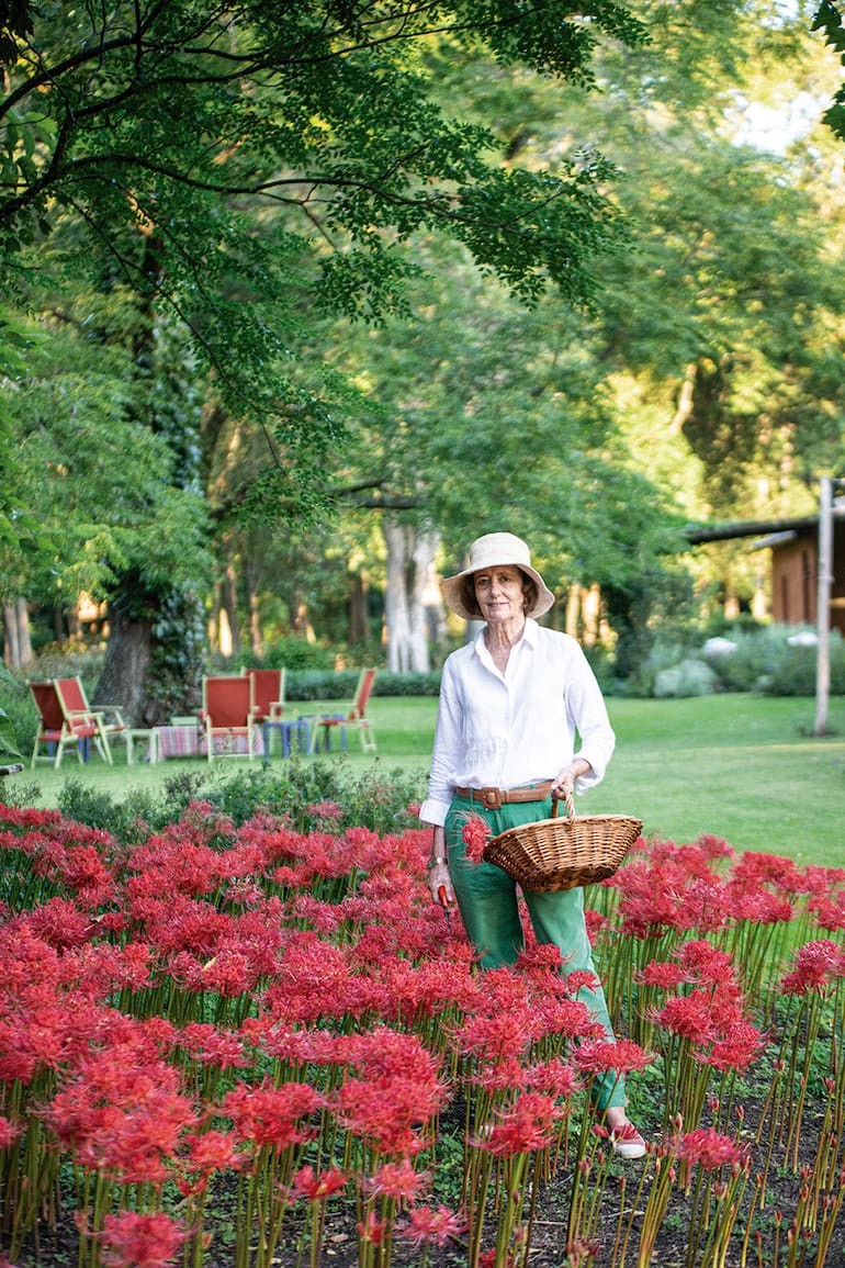 Las grandes masas de Lycoris radiata que cada año florecen debajo de los árboles de maclura y paraíso se llevan todas las miradas