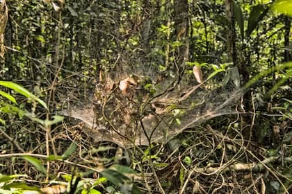Las grandes telarañas sirven de colonias para decenas de arácnidos