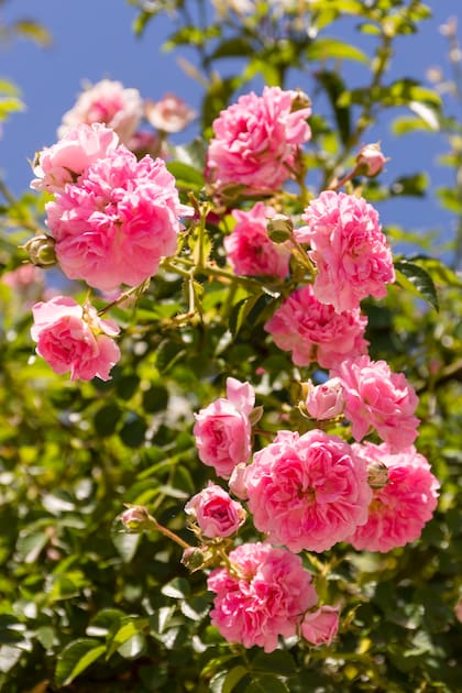 Las grandifloras tienen una presencia elegante, a medio camino entre lo refinado y lo abundante
