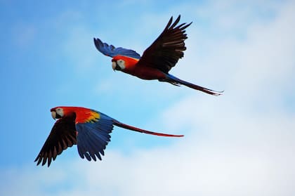 Las guacamayas de Spix fueron declaradas extintas en la naturaleza en 2019