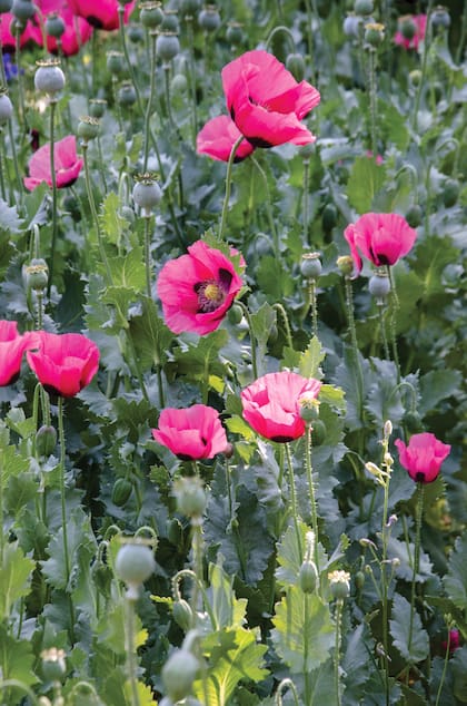 Las guerras por el opio llevaron a prohibir en cultivo de amapolas en buena parte del mundo