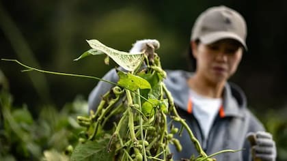 Las habas de edamame contienen calcio, proteínas e isoflavonas, los cuales pueden contribuir a la salud ósea a largo plazo