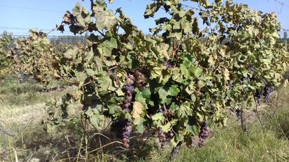Las heladas afectaron el sector vitivinícola y frutícolas