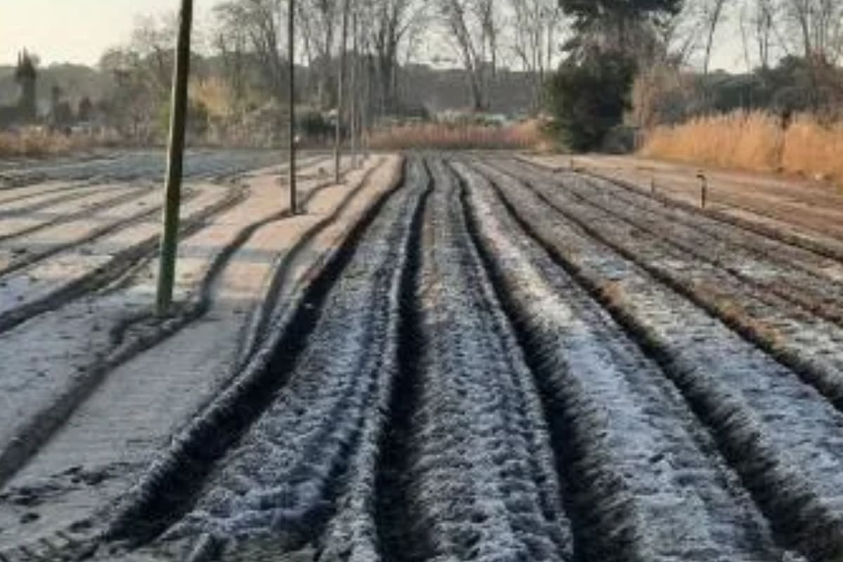 Las heladas fueron un duro golpe para la producción de verduras de distritos al norte de Santa Fe