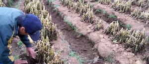 Diez heladas consecutivas le dieron un nocaut a una región productiva