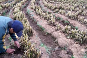 Diez heladas consecutivas le dieron un nocaut a una región productiva