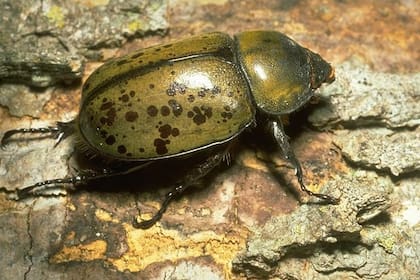Las hembras de los "escarabajos rinocerontes" no tienen cuernos como los machos