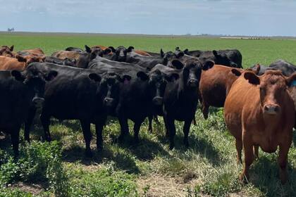 Las hembras se adaptan a las condiciones del campo