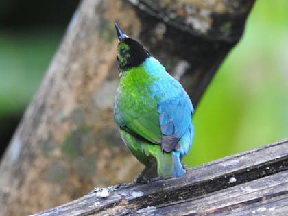 Las hembras suelen tener todo el plumaje verde y los machos, todo azul. Este ejemplar es único
