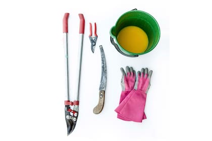 Las herramientas más importantes que un podador debe tener son: sentido común, un par de guantes fuertes adecuados para rosas, una tijera afilada y una solución de lavandina diluida para desinfectar entre corte y corte