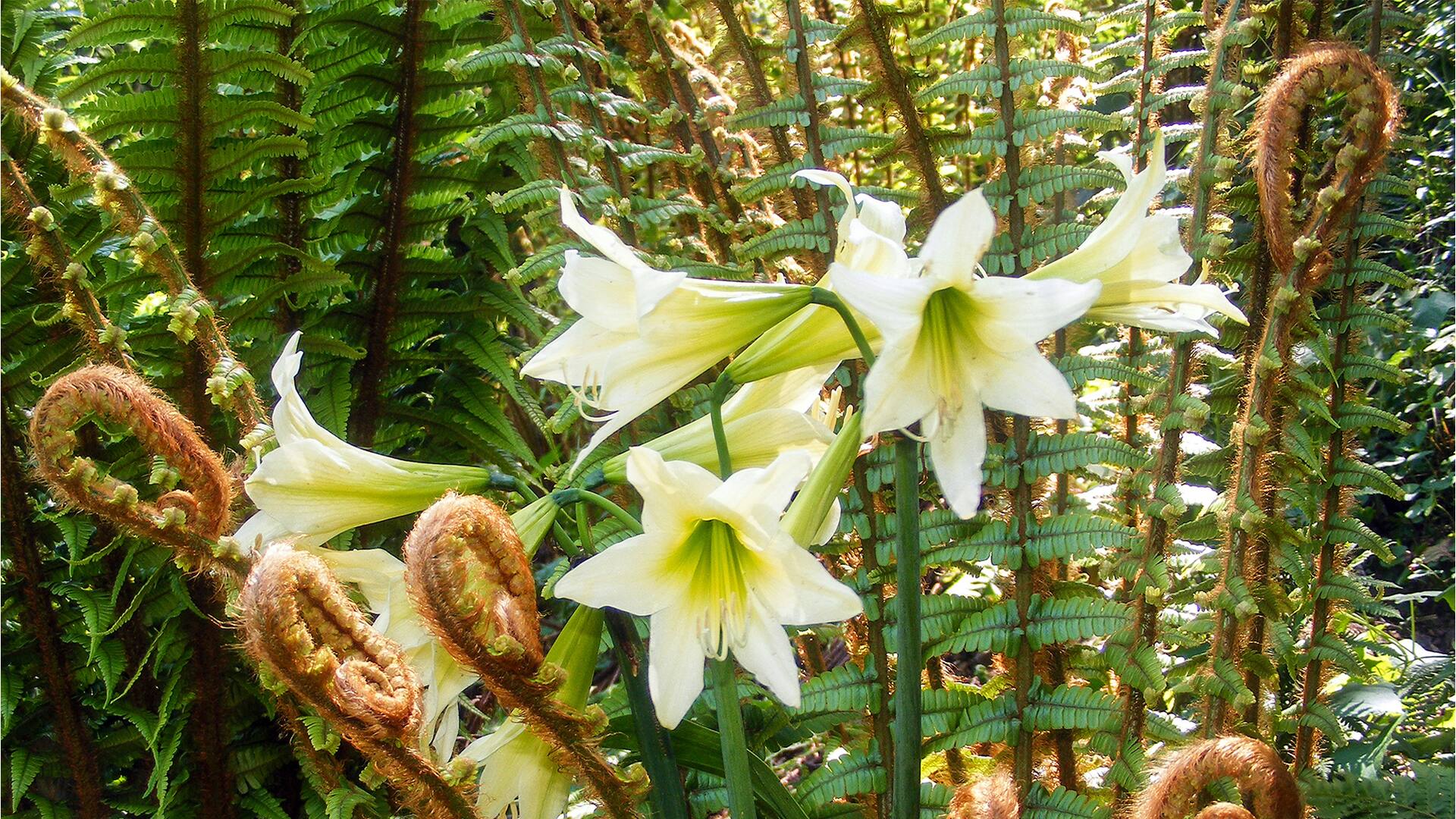 Las Hippeastrum Parodii se distingue por su umbela de entre 4 y 7 flores color blanco amarillento o crema con reflejos verdosos, en forma de embudo alargado (trompeta). El estigma es trilobulado y paraperigonio tiene múltiples procesos pilosos. Sus grandes bulbos suelen encontrase enterrados a gran profundidad. Por el tamaño, cantidad y color verdoso de sus flores, H. parodii ha sido y es objeto de numerosas hibridaciones. Requiere de un largo período de dormancia, que coincide con los meses de otoño e invierno. Las fuertes lluvias del mes de noviembre incentivan la floración de esta especie en Argentina.