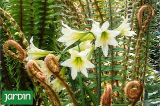 Las flores olvidadas en antiguos jardines silvestres que hay que cuidar como un tesoro