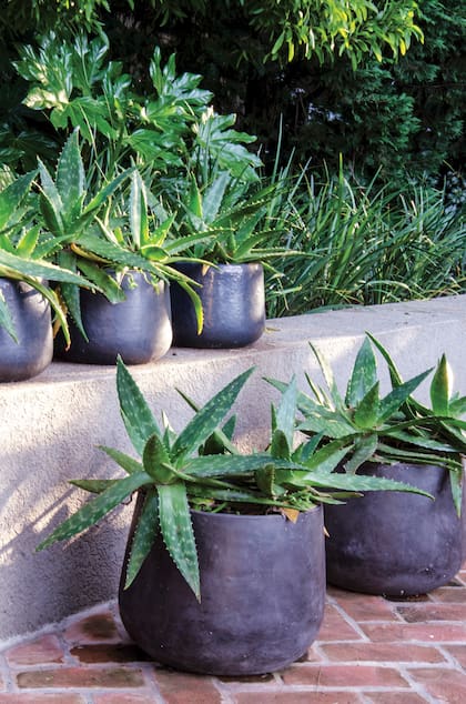 Las hojas carnosas del aloe vera contienen un gel con propiedades antiinflamatorias y cicatrizantes