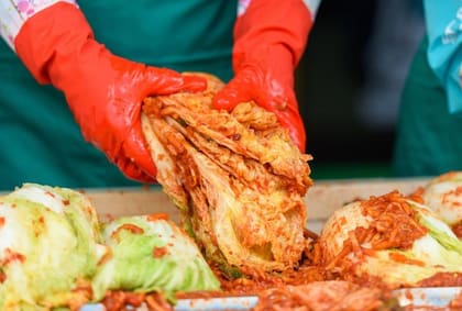 Las hojas de col china se adoban con el resto de ingredientes para después fermentar
