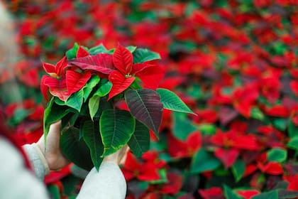 Las hojas de la flor de Nochebuena son las que se tornan rojas, y reciben el nombre de brácteas (web/uag.mx)