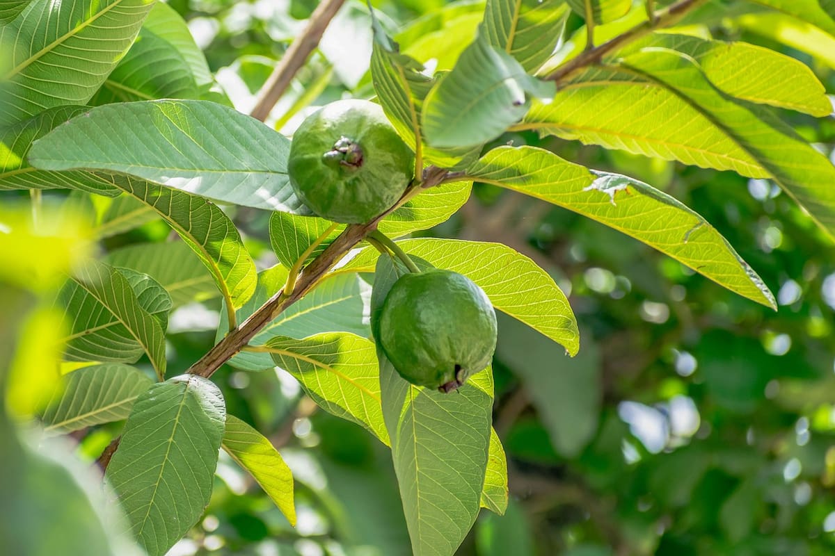 las hojas de la planta de la guayaba también contienen diversos beneficios de la salud que pocas personas conocen cuáles son (Foto ilustrativa: PIXABAY)