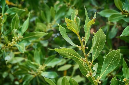 Las hojas de laurel están asociadas con la buena fortuna