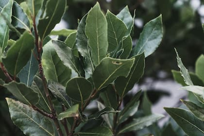 Las hojas de laurel son una buena opción para aromatizar los ambientes