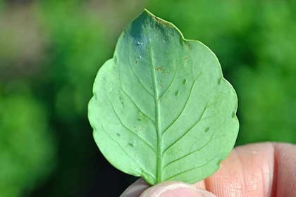Las hojas del pápalo se asemejan las alas de una mariposa (Foto: Gobierno de México)