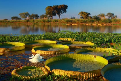 Las hojas flotantes del irupé pueden superar fácilmente el metro de diámetro