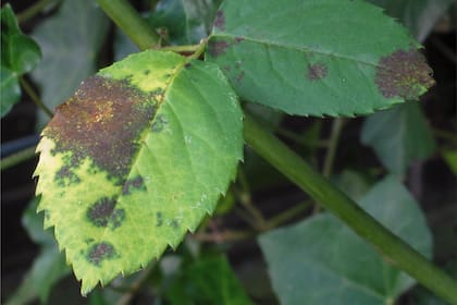 Las hojas inferiores de los rosales suelen ser las primeras en verse afectadas y la enfermedad se desplaza hacia arriba a medida que avanza la infección