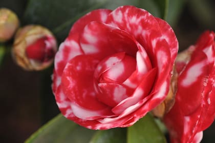Las hojas permanentes y lustrosas de la camelia (Camellia japonica) tienen valor por sí mismas; luego, en otoño e invierno, aparecen sus glamorosas flores. Crece bien a media sombra y en suelos ácidos.