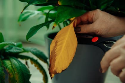 Las hojas que se tornan amarillas o marrones significa que las plantas no necesitan más riego