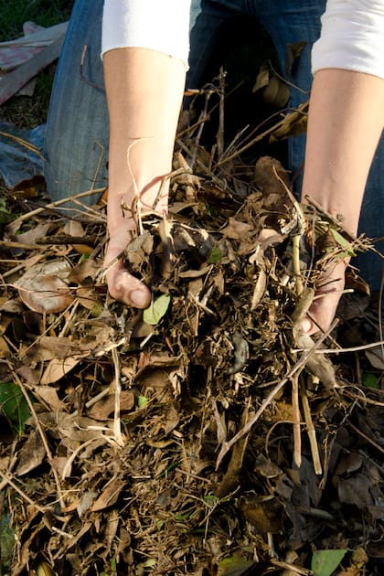 Las hojas secas aportan carbono, estructura y control de humedad al compost
