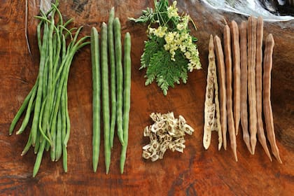 Las hojas y flores de la moringa se pueden comer crudas