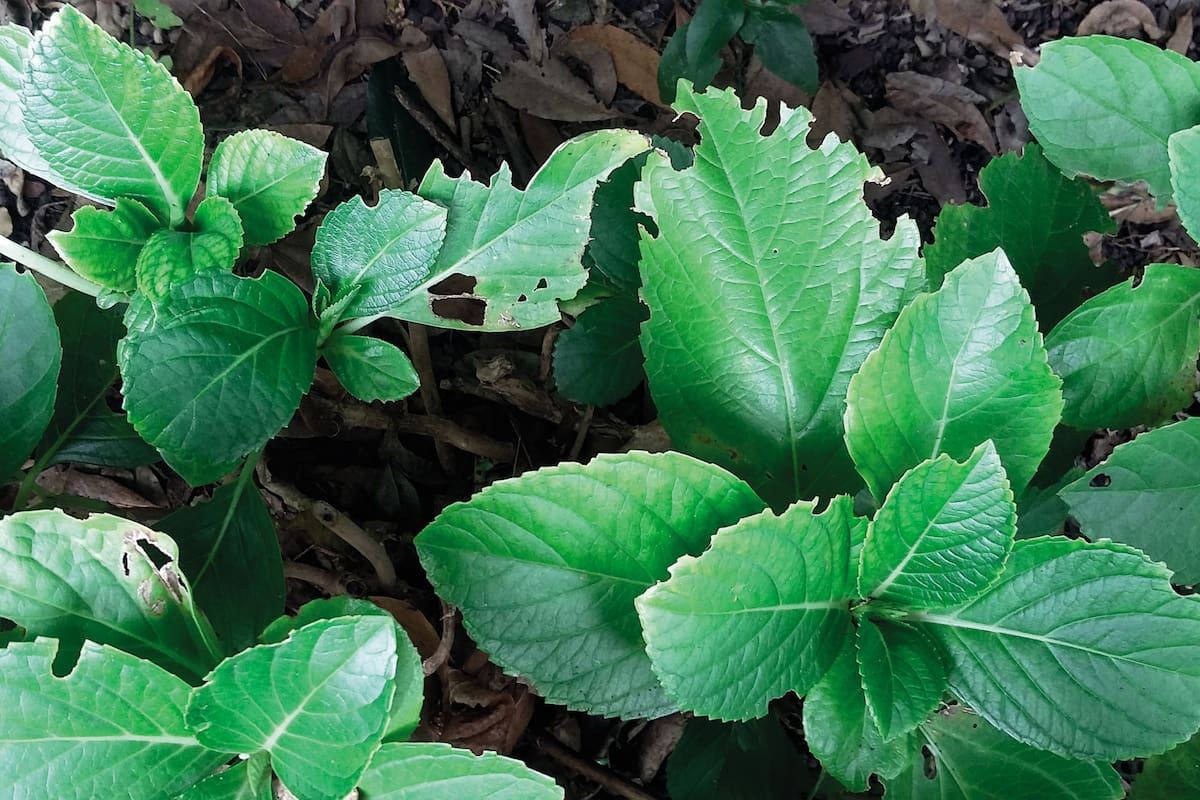 Las hormigas cortadoras pueden causar severos daños en las plantas