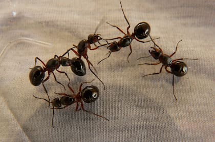 Las hormigas detectadas pueden haber sido parte de una red de trata de insectos
