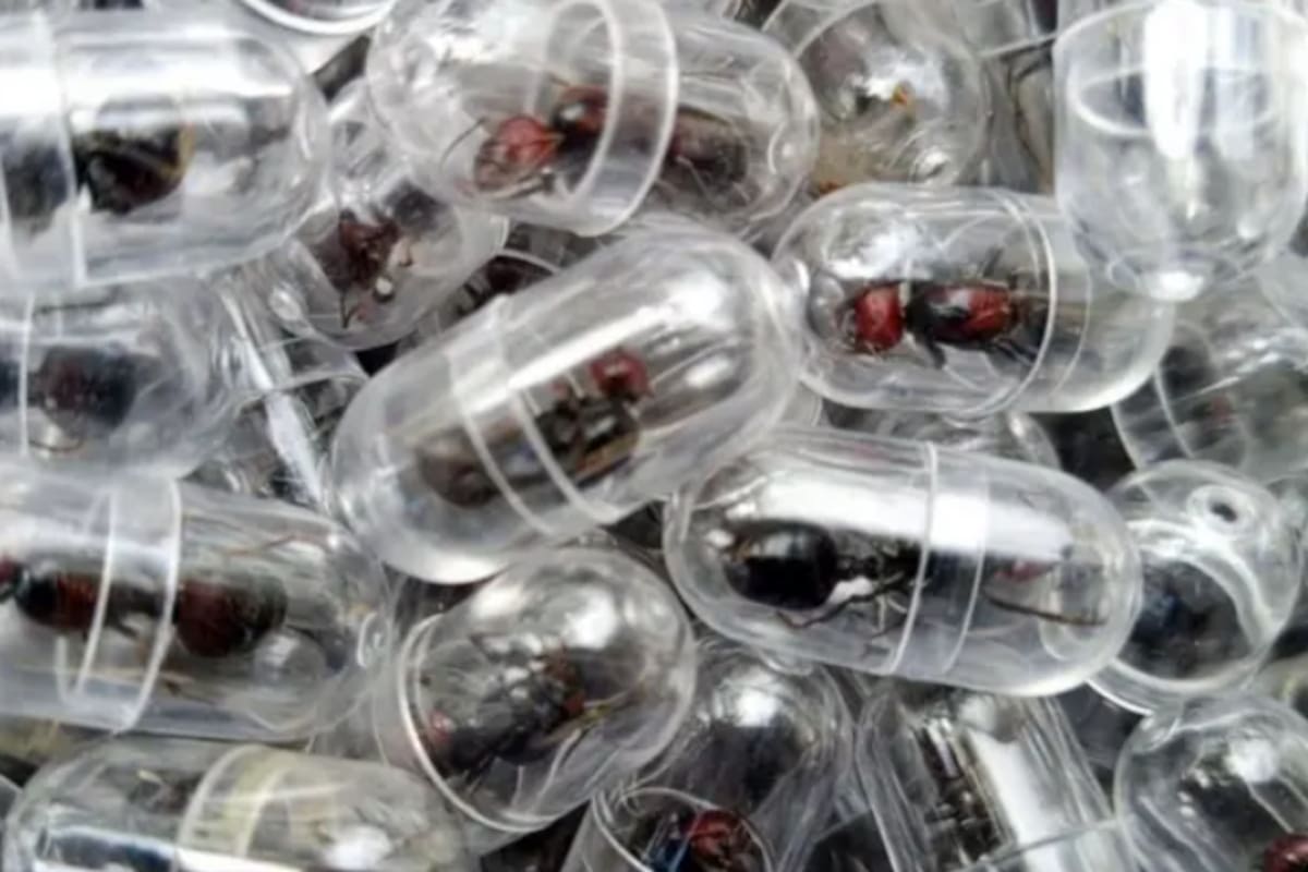 Las hormigas encontradas por las autoridades